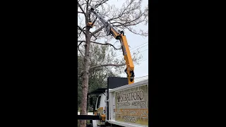 Pine Tree Removal Remote Control