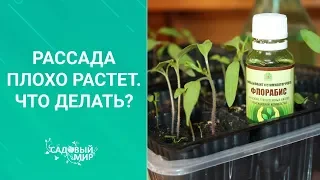 Почему рассада плохо растет. Что делать если томаты, перцы, баклажаны не развиваются??