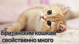 Окрасы британских кошек