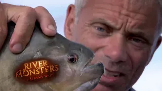 Deadly Piranhas Attack | PIRANHA | River Monsters