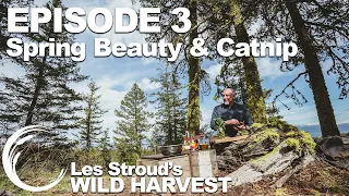 Wild Harvest | Season 2 | Episode 3 |  Spring Beauty & Catnip