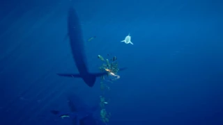 ABZU - swimming with whales and sharks