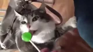 Смешные коты подборка видео Funny cats compilation video