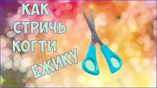 Как стричь когти ежику