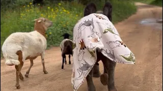 The Whole Gang Running Wild! Baby Elephant Phabeni with His Sheep & Dog Friends?