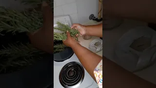 Recipe for Rosemary Mosquito Repellent