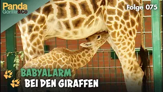 Giraffe Elli bringt im Zoo ihr achtes Baby zur Welt und Bao Bao muss zunehmen | Panda, Gorilla & Co.