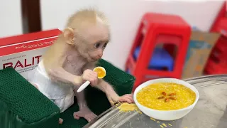 Baby Monkey Obediently Sitting and Eating Carrot Soup on a Chair Made by Mother