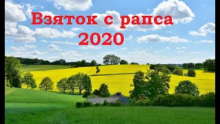 Взяток с рапса 2020. То плюс, то минус...