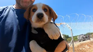 The story of two homeless puppies, two brothers Freddy and Lucas