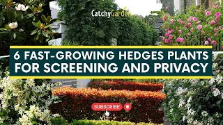 6 Fast-growing Hedges Plants for Screening and Privacy 🌲🌸🌳 // Gardening Tips