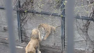 2022/05/02 旭山動物園 トラとライオン