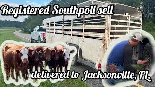 Registered southpoll heifers sold and delivered to Jacksonville, FL.