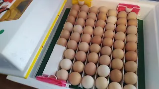 Закладка яиц в инкубатор Квочка / Инкубация