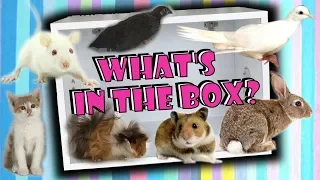 Sta je u kutiji!? Challenge! What’s in the box! 8 ŽIVOTINJA i samo 3 predmeta!