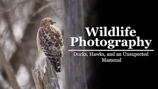 Photographing Ducks, Hawks, and an American Mink at a Wildlife Refuge along the Connecticut River