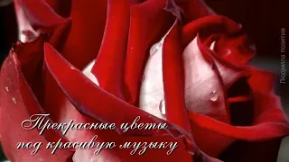 Прекрасная музыка и красивые цветы Beautiful flowers. Relax video