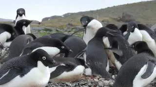 Adeli penguins fighting