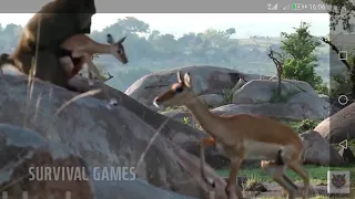 Incredible footage of leopard behavior during impala kill-Sabi Sand Game Reserve