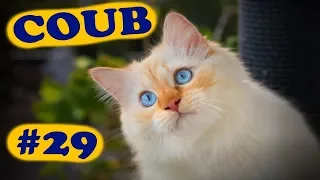 COUB COMPILATION #29 | [18+] | ноябрь 2019 (11 минут)