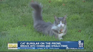 Klepto Cat: Cat steals from neighbors