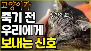 고양이가 죽기 전에 보이는 행동 |집사 필수 시청|고양이 언어|