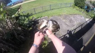 Kookaburra Bite #3