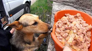 Homeless Hungry Dog With Sad Eyes Begs for Food