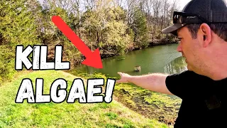 The VERY BEST Way To KILL Algae in A Pond!