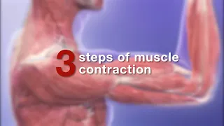 Visible Body: Learn | How does a muscle contract?