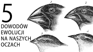 5 dowodów ewolucji na naszych oczach