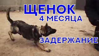 Щенок Немецкой Овчарки, 4 месяца. Раздел "Защита". Working German Shepehrd. Puppy, 4 m. Protection.