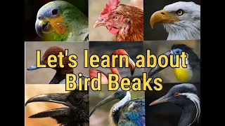 Lets learn about Bird Beaks