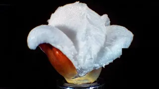 Popping popcorn in slow motion in HD