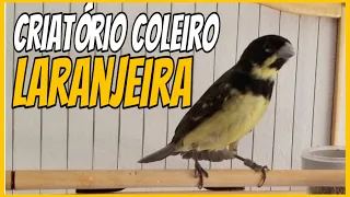 CRIATÓRIO DE COLEIRO LARANJEIRA PAULISTA