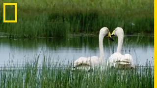 Les cygnes, c'est pour la vie