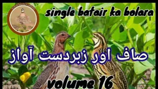 single batair ka bolara//quail hunting sound//batair ki special awaz//@Sawalhunting-sn9vs