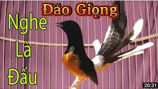 Chòe lửa hót giọng rừng hay đảo giọng liên tục , kích chim căng lửa, kích chim siêng hót