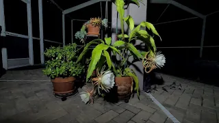 Epiphyllum Bloom Timelapse