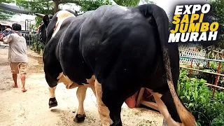 4 Ekor Lagi🔥🔥🔥Promo Cuci Kandang, sapi kurban Jumbo Kualitas super Termurah Di Bogor | BTM Farm