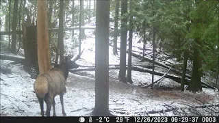 Trail Camera Video April 6, 2024