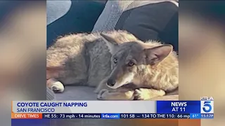 Coyote caught napping on couch in California