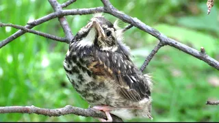 Птенец Дрозда Белобровика, Redwing Bird Chicks