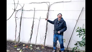 COMMENT PALISSER ET TAILLER UNE VIGNE ET UN KIWI LE LONG D’UN MUR