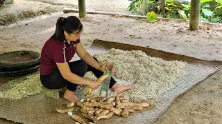 How to Cassava Harvest - Cassava Processing, Gardening, Animal Farm