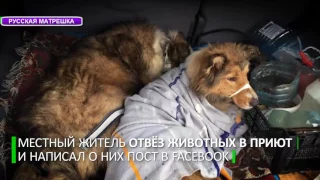 ВИДЕО ДО СЛЕЗ ПЕС ДВА ДНЯ ЛЕЖАЛ С ПОДРУГОЙ НА РЕЛЬСАХ ОХРОНЯЯ ЕЕ ВОТ ЧТО ЗНАЧИТ ПРЕДАННОСТЬ