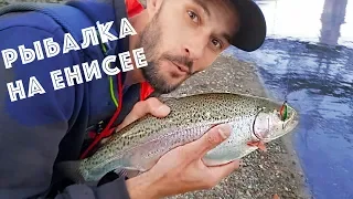 TAIMEN TROUT on the Yenisei fishing caught fish