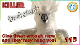 How to Cope With a Crazy Parrot | Ep.115: My Killer Cockatoo | Cockatude: Cockatoos with Attitude