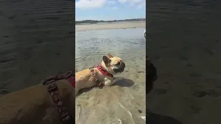 #Frenchies at a French beach in Bretagne, #France. 💙🤍❤️