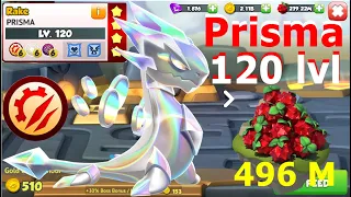 Prisma level up to 120 | Max level Prisma-Dragon Mania Legends | Grid Event Begin level 26 | DML
